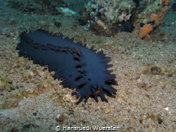Sea Cucumber Stichopus chloronotus by Hansruedi Wuersten 